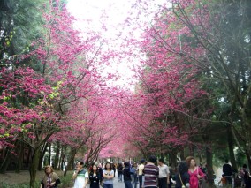 sepanjang jalan adalah pohon bunga sakura